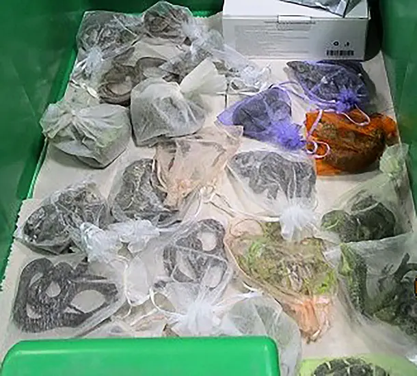 Us Border Officers Find 52 Reptiles Hidden In Man’s Clothing