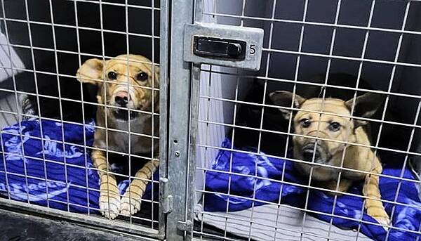Kildare Nationalist — Irish men rescue 16 dogs while delivering supplies in war-torn Ukraine | Kildare Nationalist Kildare Nationalist — Irish men rescue 16 dogs while delivering supplies in war-torn Ukraine | Kildare Nationalist
