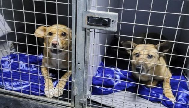 Irish Men Rescue 16 Dogs While Delivering Supplies In War-Torn Ukraine
