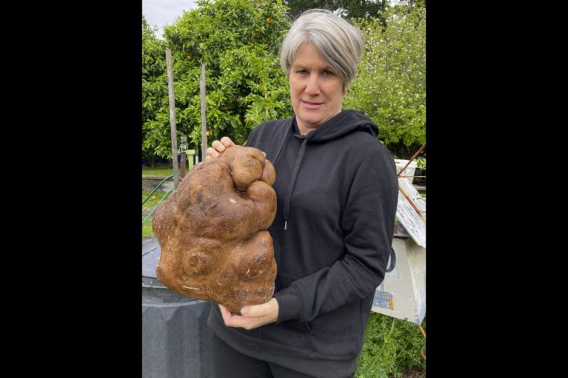 When Is A Potato Not A Potato? New Zealand Couple’s World Record Dream Smashed