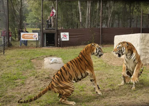 Tigers Rescued From Argentina Get New Home In South Africa