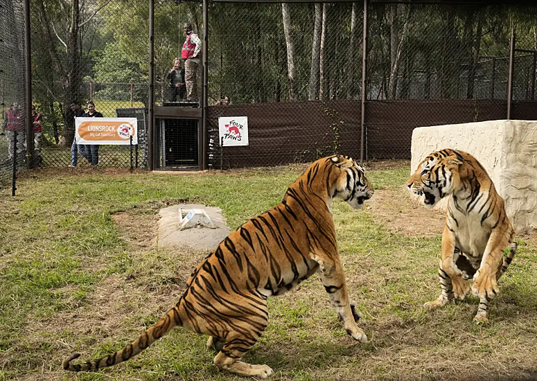 Tigers Rescued From Argentina Get New Home In South Africa