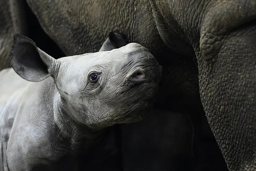 Endangered Baby Rhino Born At Czech Zoo Is Named Kyiv In Honour Of Ukraine