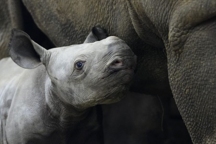 Endangered Baby Rhino Born At Czech Zoo Is Named Kyiv In Honour Of Ukraine