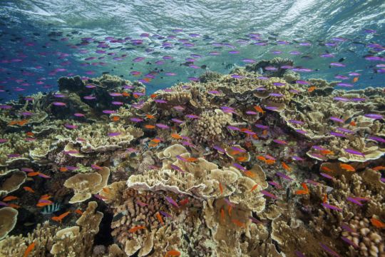 Great Barrier Reef Hit By Widespread Coral Bleaching