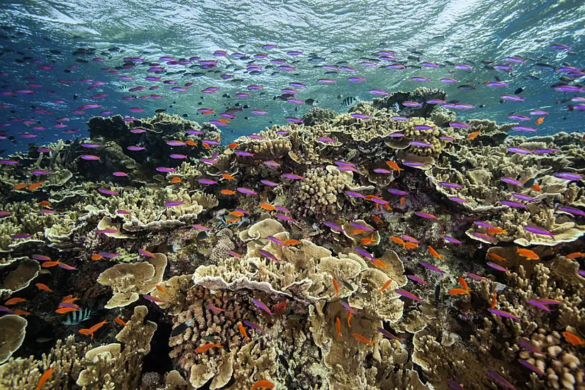 Great Barrier Reef Hit By Widespread Coral Bleaching