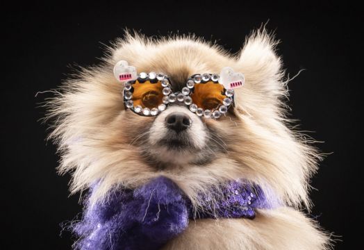 Pomeranian Dressed As Elton John Stars At Oscar-Themed Dog Pageant