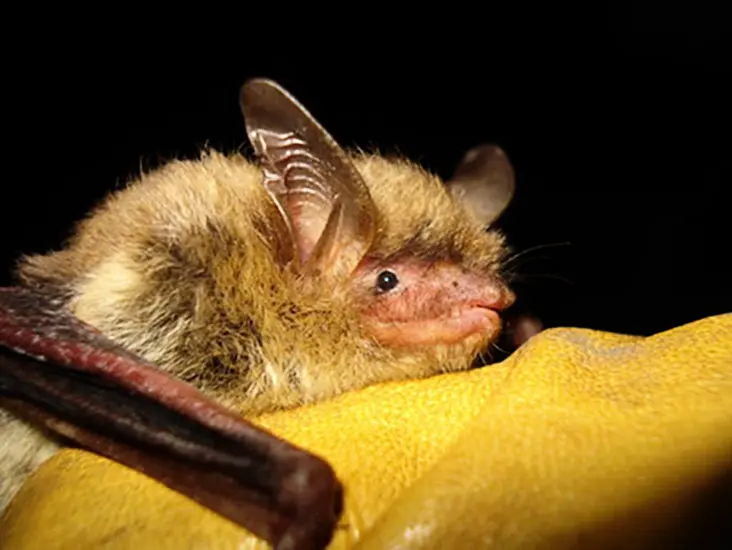 Endangered Species Status Proposed For Fungus-Ravaged Bat In Us