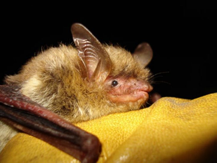 Endangered Species Status Proposed For Fungus-Ravaged Bat In Us