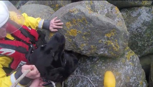 Labrador Has Lucky Escape After Falling Onto Rocks In Dublin’s Dún Laoghaire