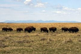 Us Approves Bison Grazing On Montana Prairie Amid Criticism