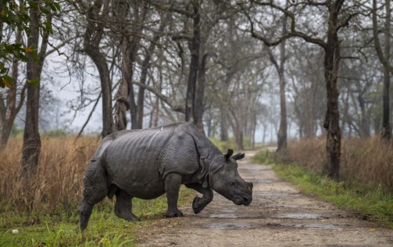 Anti-Poaching Efforts Help Boost Rare Rhino Numbers In India