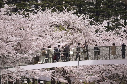 Japan Celebrates Cherry Blossoms Season Without Covid-19 Restrictions