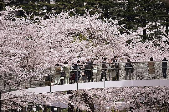 Japan Celebrates Cherry Blossoms Season Without Covid-19 Restrictions