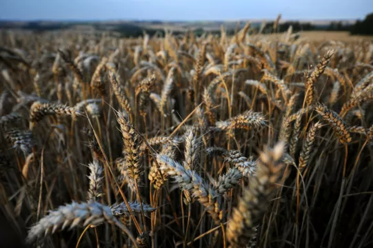 Irish Farmers Urged To Grow More Crops In Response To Ukraine War