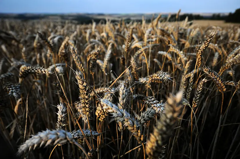 Irish Farmers Urged To Grow More Crops In Response To Ukraine War