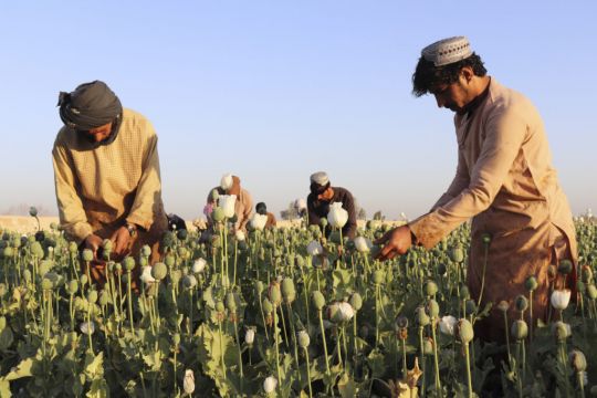 Taliban Announces Ban On Poppy Production In Afghanistan