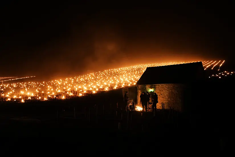 Late Frost Ices Over French Vineyards And Threatens Fruit Crops