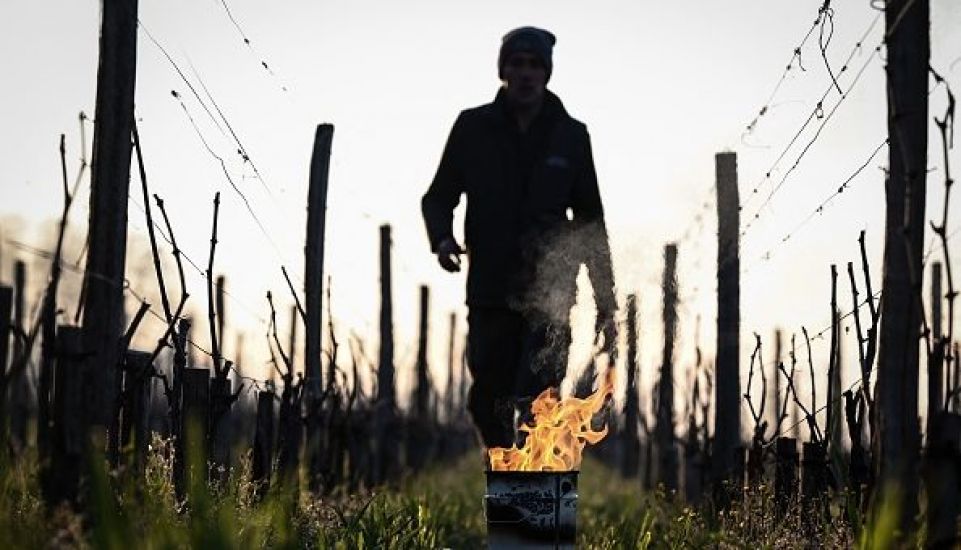 French Wine Output Threatened After Record Cold Night Affects Vineyards