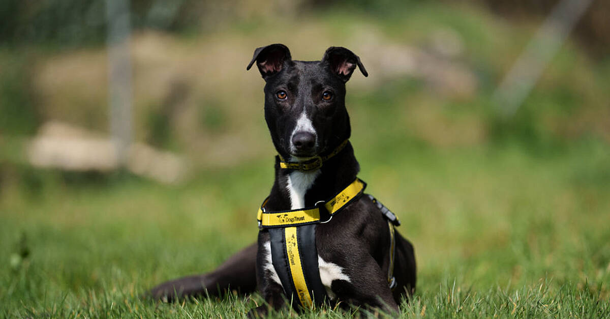 Dogs store trust harness