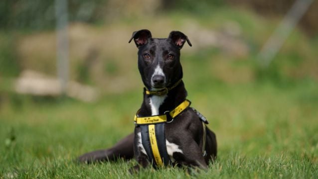 Dogs Trust Looking To Find A Home For 'Miracle Dog' Gracie