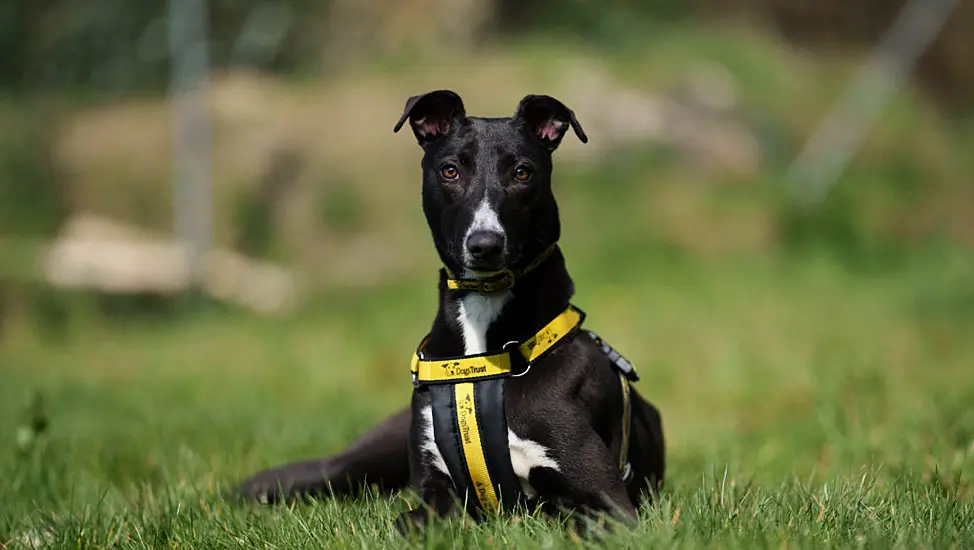 Dogs Trust Looking To Find A Home For 'Miracle Dog' Gracie