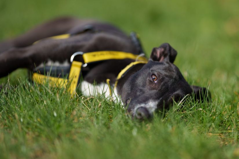 Dogs Trust Issues Appeal For Treats And Tinned Food