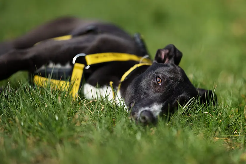 Dogs Trust Issues Appeal For Treats And Tinned Food