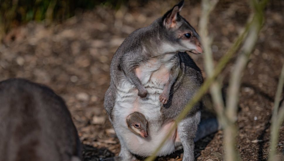 Zookeepers Share ‘Magical Moment’ Rare Baby Kangaroo Emerges From Mother’s Pouch