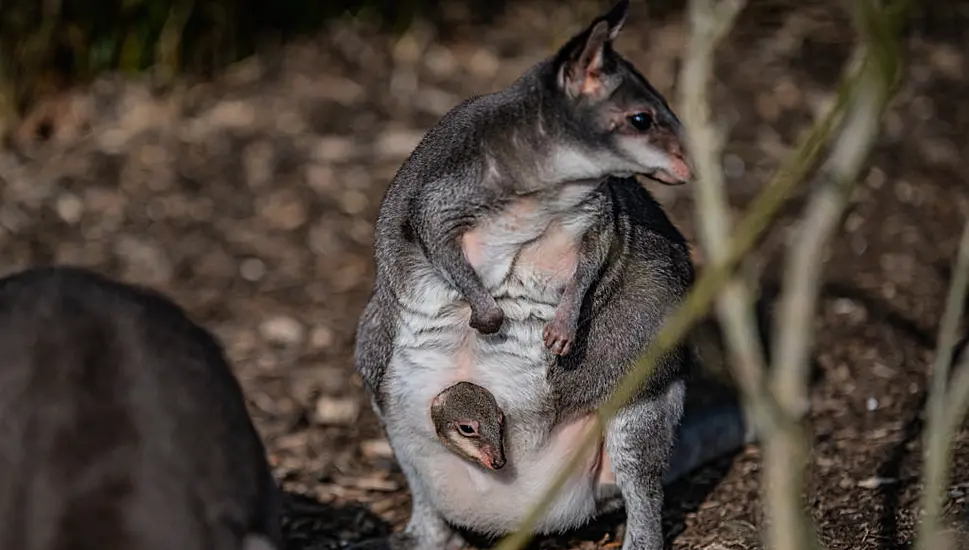 Zookeepers Share ‘Magical Moment’ Rare Baby Kangaroo Emerges From Mother’s Pouch