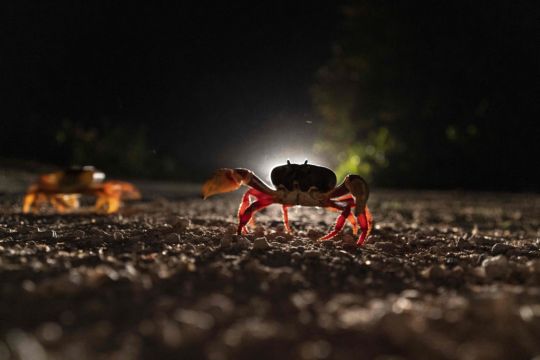 Cuban Crabs Embark On Perilous Migration To Bay Of Pigs