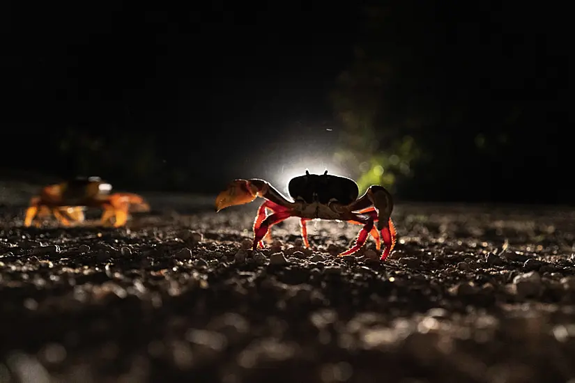 Cuban Crabs Embark On Perilous Migration To Bay Of Pigs