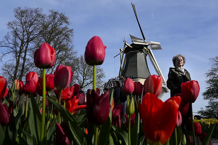 Tulips Take Centre Stage As Netherlands Flower Show Sends Climate Change Message