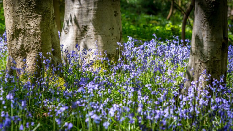 Seven Of The Best Woodland Walks In Ireland And Britain To See Bluebells