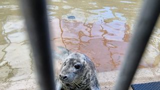 Over-Friendly Wild Seal In Rehab After Being Fed Doughnuts And Sandwiches