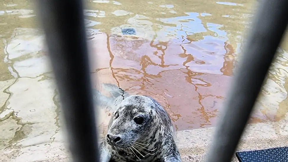 Over-Friendly Wild Seal In Rehab After Being Fed Doughnuts And Sandwiches