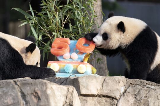 Pandas Devour Ice Cake To Celebrate 50 Years At Us National Zoo