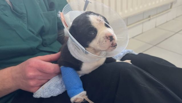 Dspca Appeals For Help After Puppy Found With Horrific Head Injuries