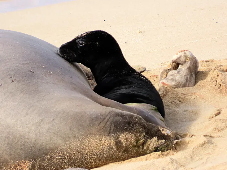 Birth Of Endangered Hawaiian Monk Seal Caught On Camera