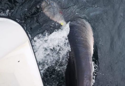 Scientists Have Tagged A Rare Giant Porbeagle Shark Off The Irish Coast