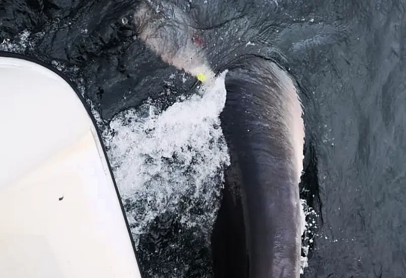 Scientists Have Tagged A Rare Giant Porbeagle Shark Off The Irish Coast