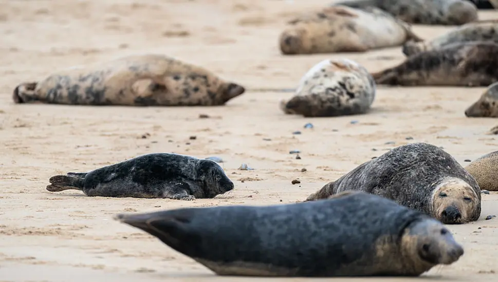 Seals Kicked And Stoned In Spate Of Incidents Across Uk