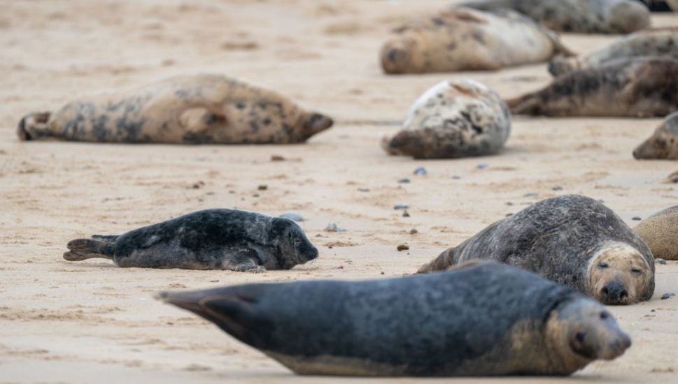 Seals Kicked And Stoned In Spate Of Incidents Across Uk