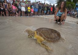 Healed Sea Turtle Released To Mark Earth Day