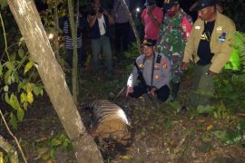 Three Critically Endangered Sumatran Tigers Killed By Animal Traps