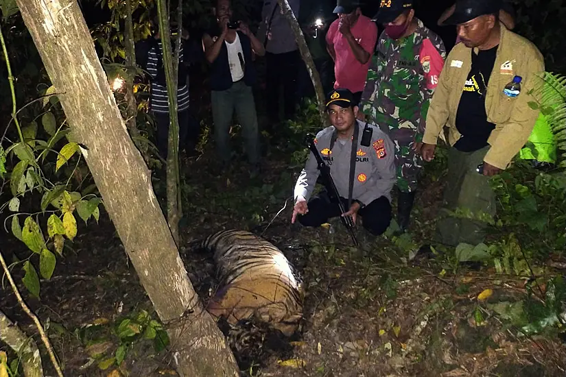 Three Critically Endangered Sumatran Tigers Killed By Animal Traps