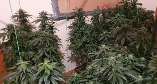 Arrest After Gardaí Uncover Room In House Converted To Grow Cannabis Plants