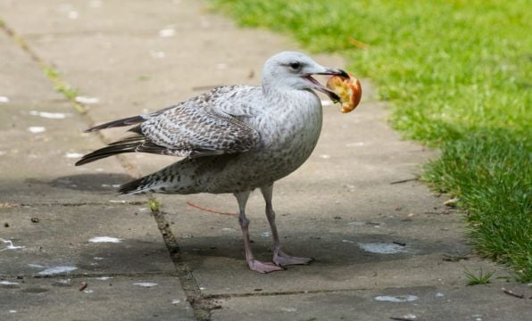 Dublin Worker Gets €60,000 Settlement From Companies After Seagull Attack