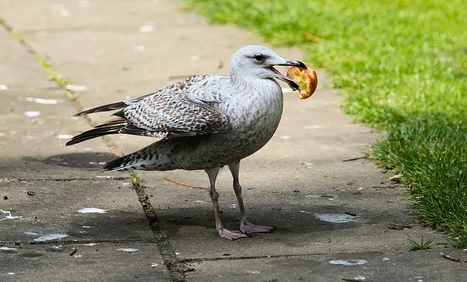 Dublin Worker Gets €60,000 Settlement From Companies After Seagull Attack