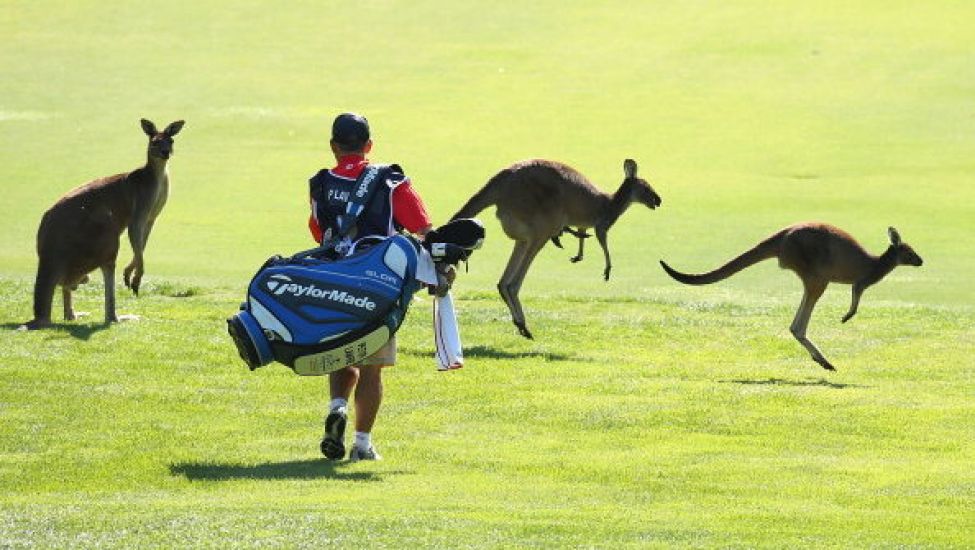 Woman Injured After Kangaroo Attack At Australian Golf Club